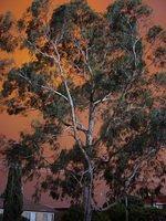 Photos from Queanbeyan